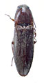 Melanotus mongolicus