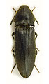 Melanotus punctolineatus