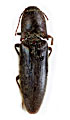 Melanotus splichali