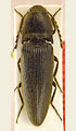 Melanotus variabilis