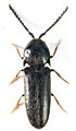 Microrhagus pygmaeus