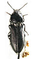 Mosotalesus singgompaensis