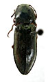 Paraphotistus obscuroaeneus