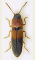 Peripontius dimidiatipennis