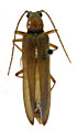 Pleonomus angusticollis