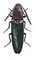 Priopus communis