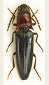 Priopus minidiversus