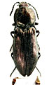 Selatosomus yuzhaigouensis