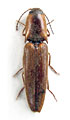 Simodactylus janmari
