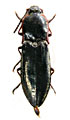 Sinophotistus przewalskyi