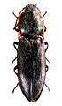 Sinophotistus punctipennis