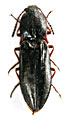 Sinophotistus sulcatus