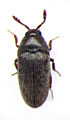 Trixagus gracilis
