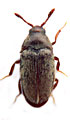 Trixagus obtusus