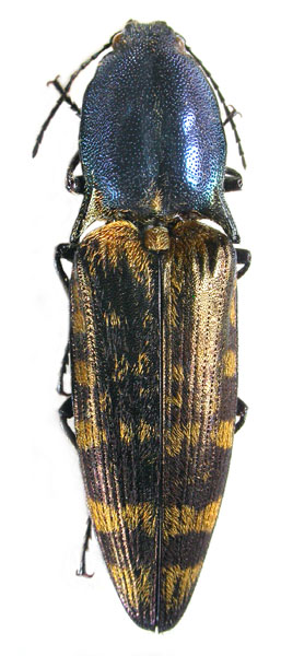 Actenicerus maculipennis