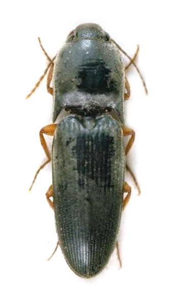 Aeoloides grisescens