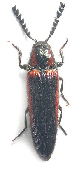 Agonischius brevilineatus