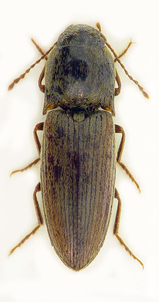 Agriotes brevis