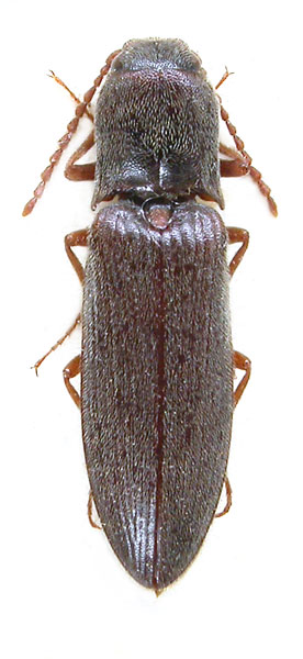 Agriotes tauricus