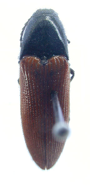 Ampedus balcanicus