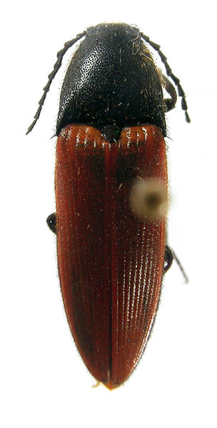 Ampedus biformis