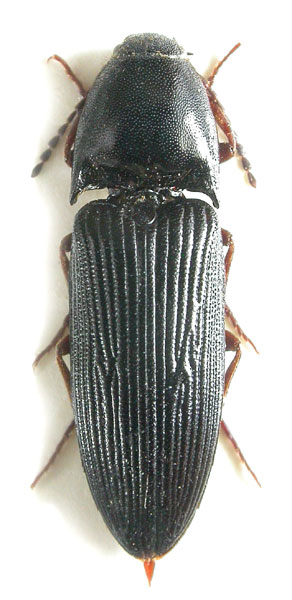 Ampedus cognatus