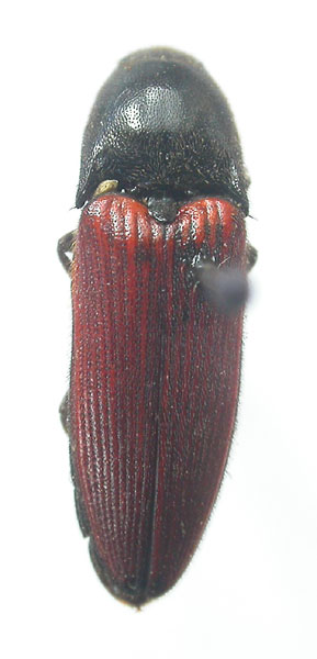 Ampedus cyanicollis