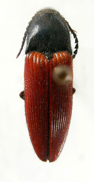 Ampedus cyanicollis