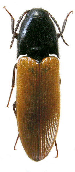 Ampedus ochrinulus