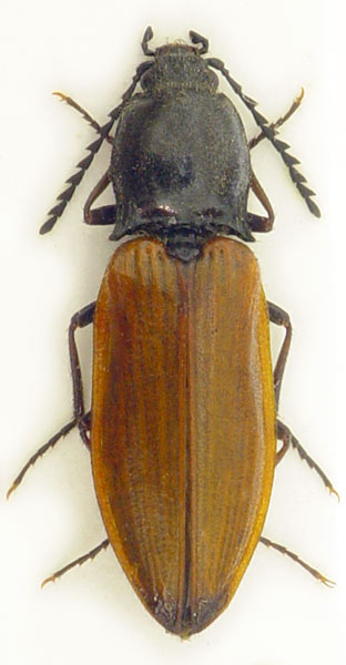 Anostirus pseudosulphuripennis