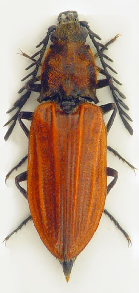 Anostirus purpureus