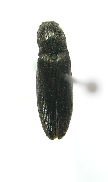 Aplotarsus sachalinensis