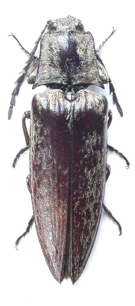 Campsosternus argentipilis
