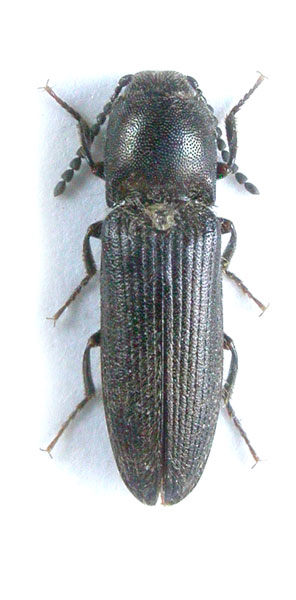 Cidnopus makedonicus