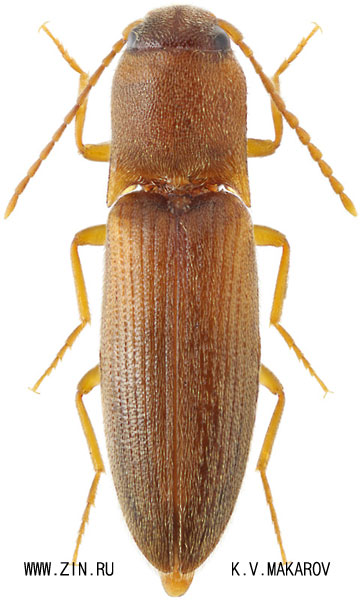 Dalopius radiculosus