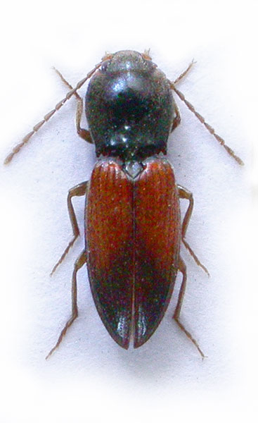Dicronychus bicolor