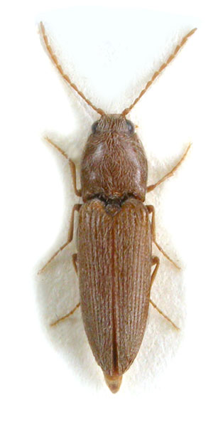Dicronychus blandus