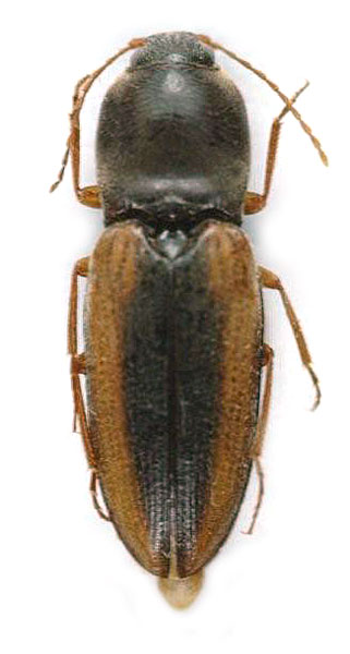 Dicronychus brancuccii