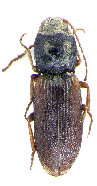 Dicronychus decoroides