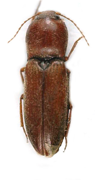 Dicronychus ferruginosus
