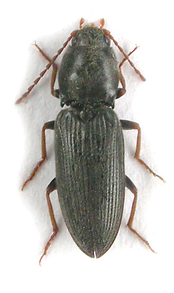 Dicronychus obscuripennis