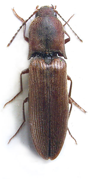 Ectinus maculicollis