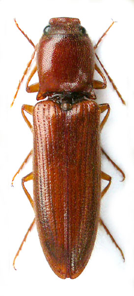 Elathous ekaterinae