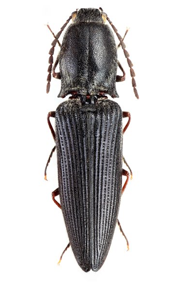Gnathodicrus similis