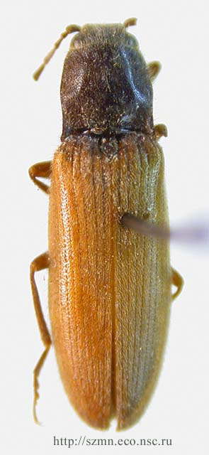Harminius flavipennis