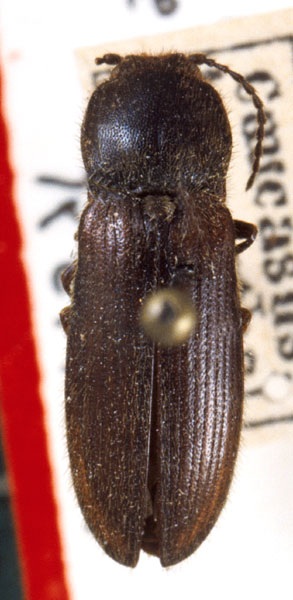 Hemicrepidius perniger
