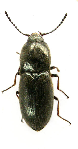 Hypnoidus narynensis