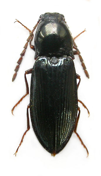 Hypoganomorphus laevicollis