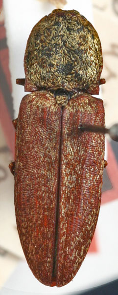 Lacon lepidopterus
