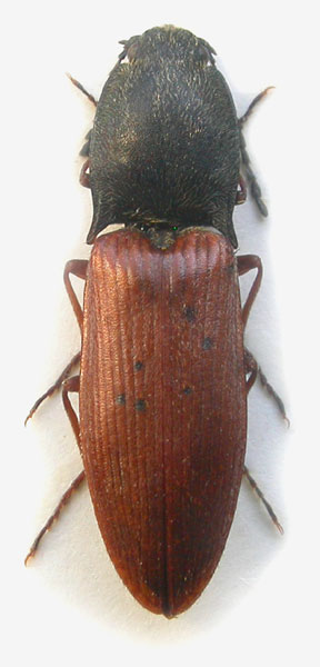 Liotrichus ferrugineipennis